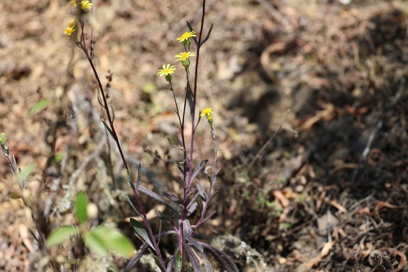 Senecio flagellifolius photo 3