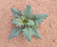 Senecio flavus