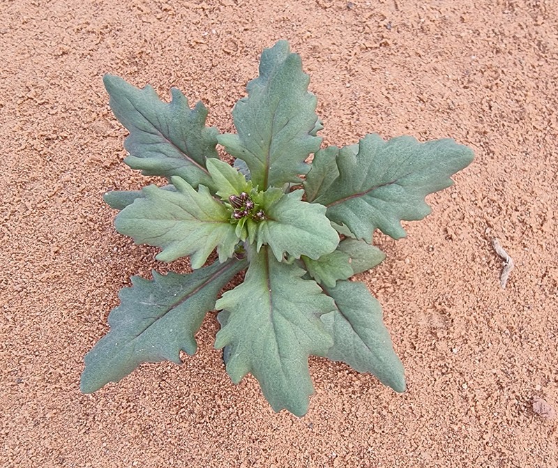 Senecio flavus