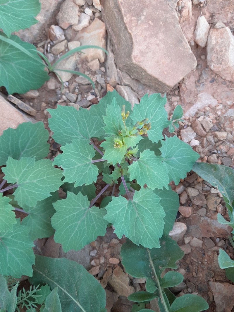 Senecio flavus photo 2