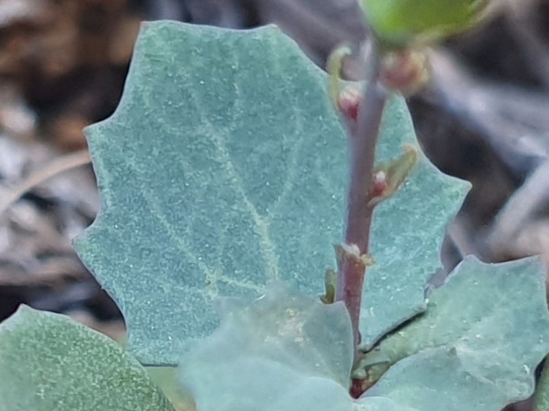 Senecio flavus photo 3