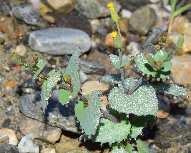 Senecio flavus photo 4