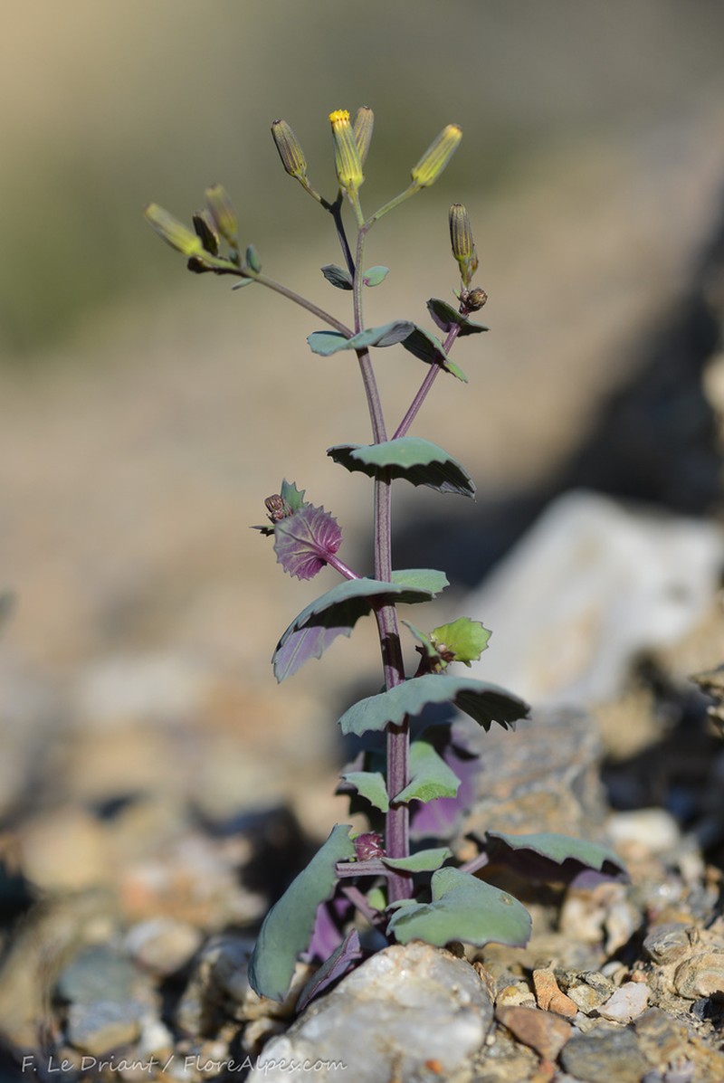 Senecio flavus photo 5