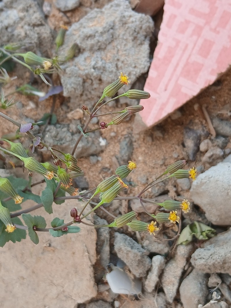 Senecio flavus photo 6