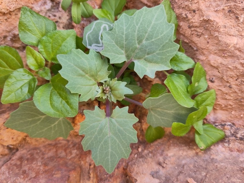 Senecio flavus photo 7