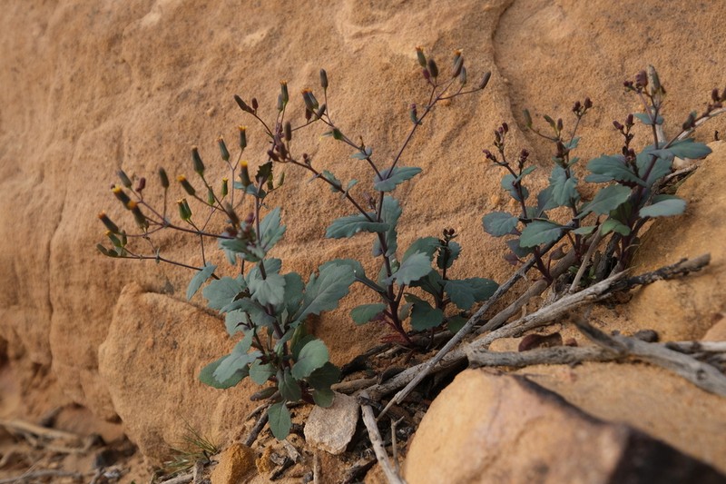 Senecio flavus photo 8