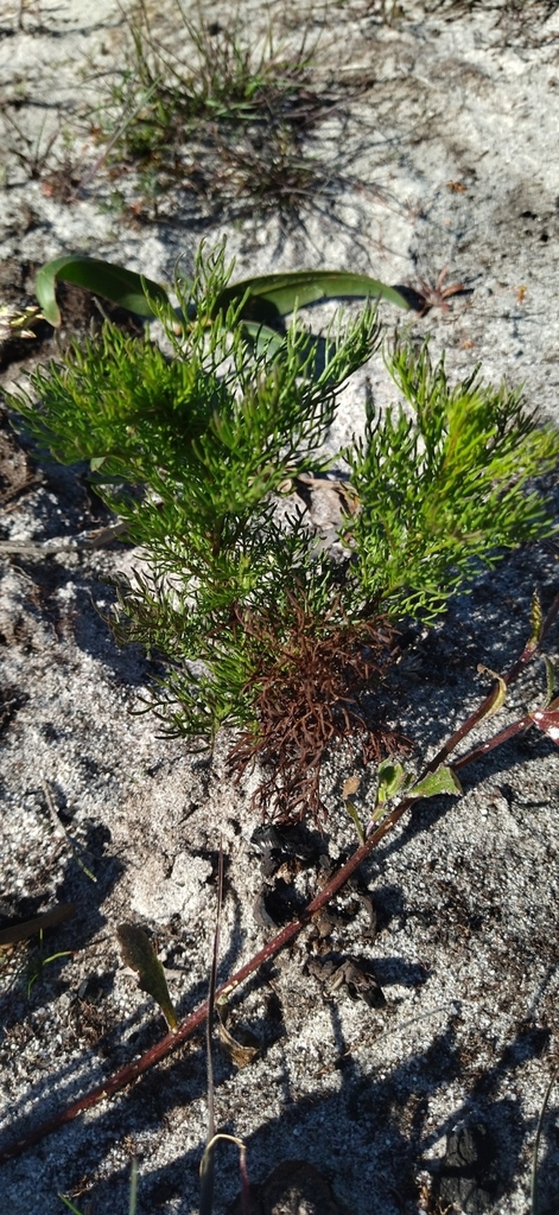Senecio foeniculoides photo 2