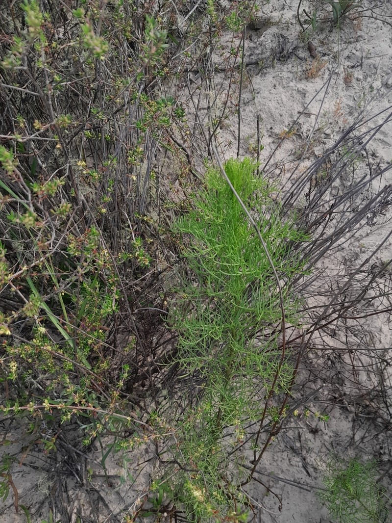 Senecio foeniculoides photo 3