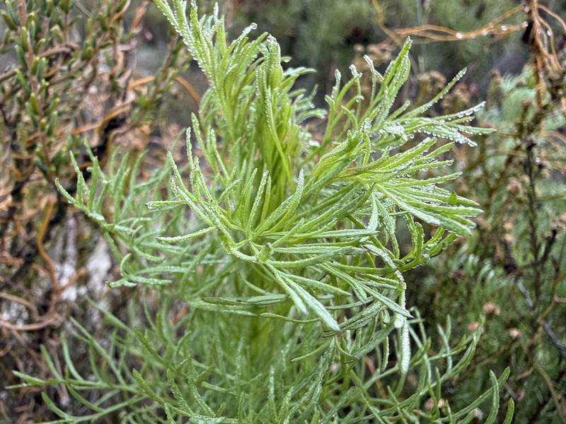Senecio foeniculoides photo 4