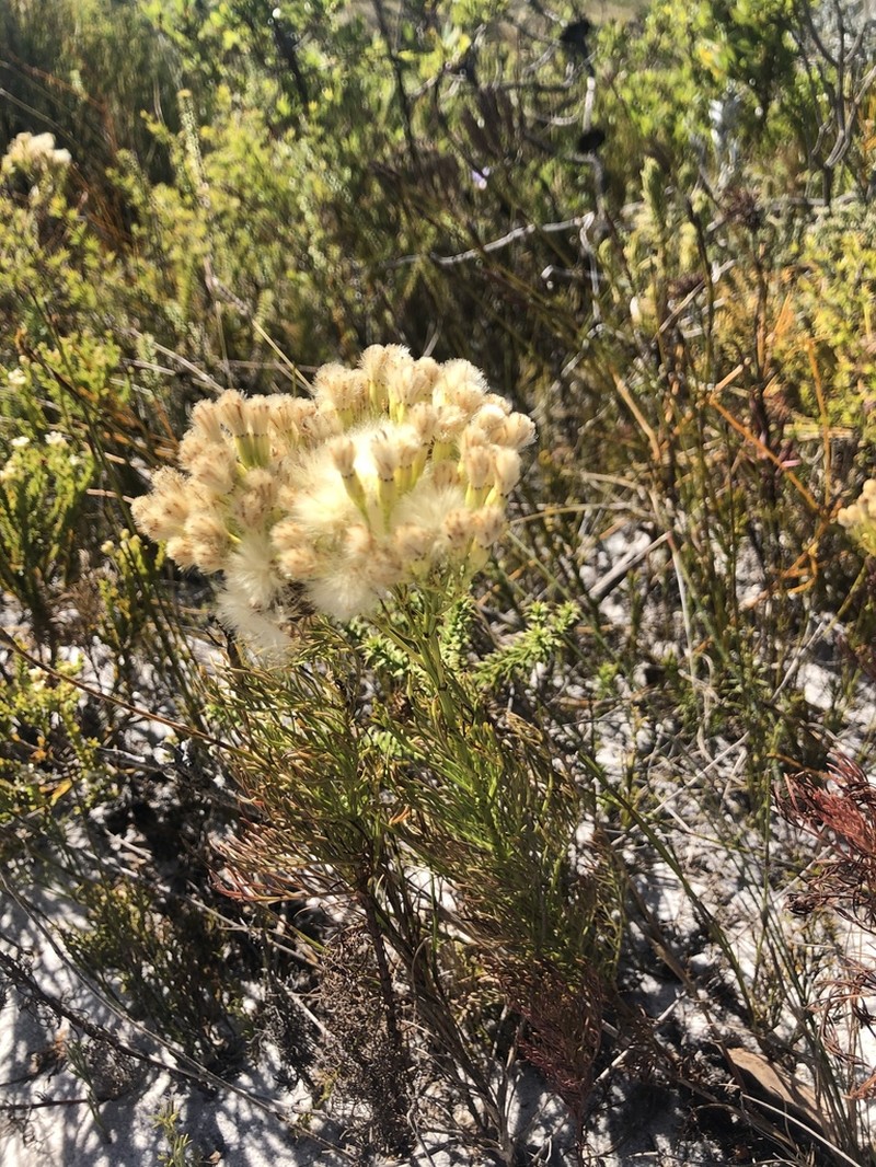 Senecio foeniculoides photo 5