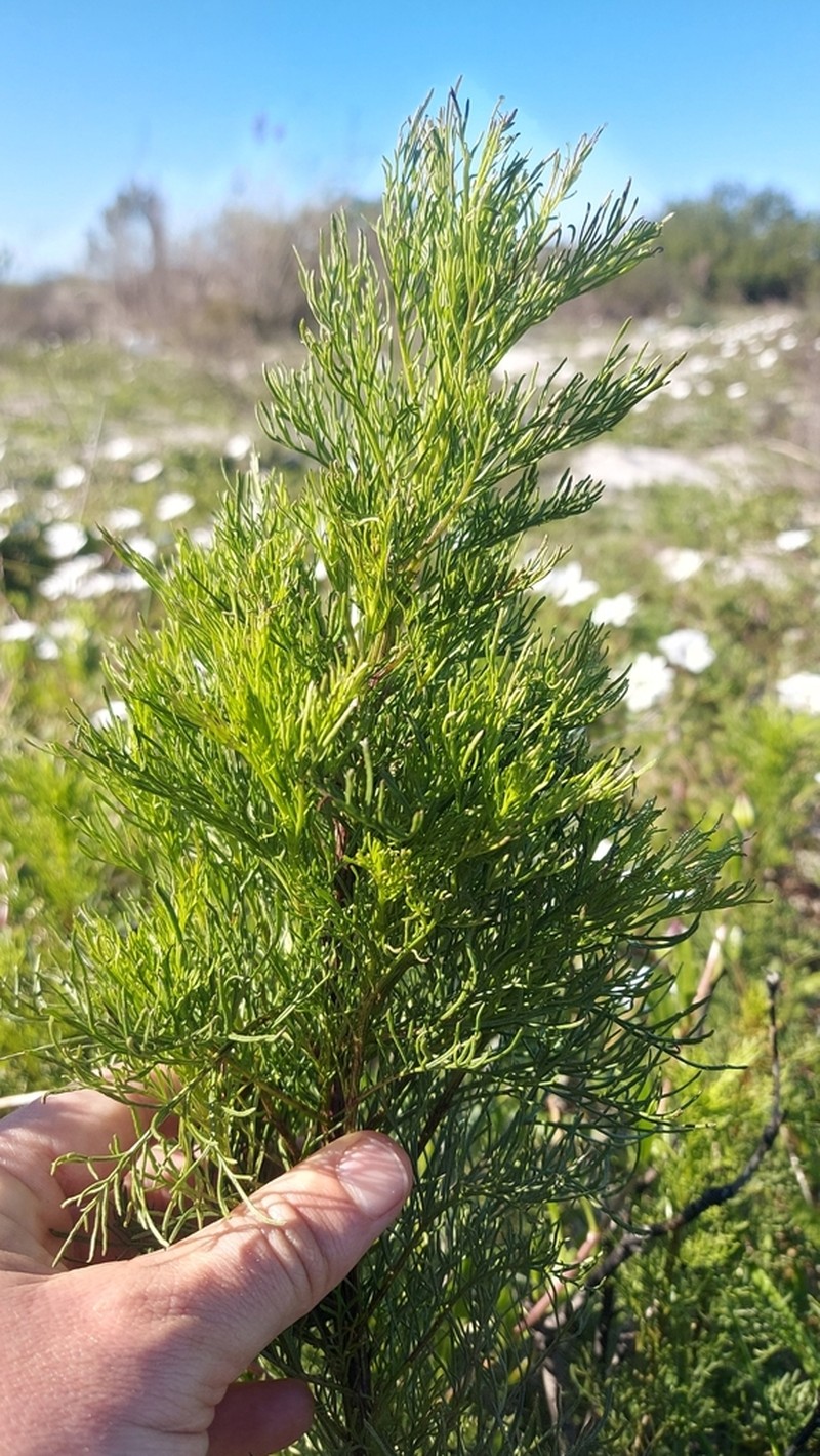 Senecio foeniculoides photo 6