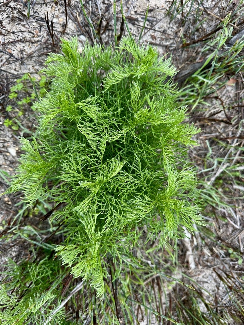 Senecio foeniculoides photo 7