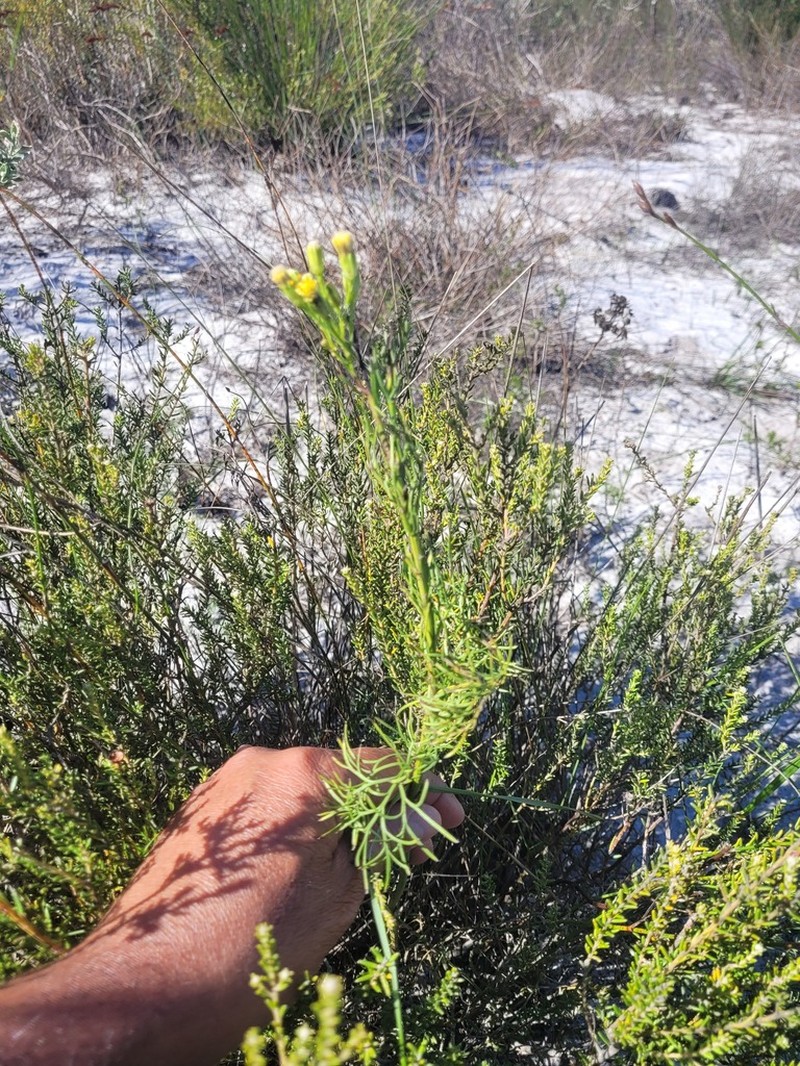 Senecio foeniculoides photo 8