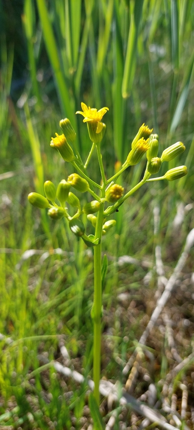 Senecio fontanicola photo 2