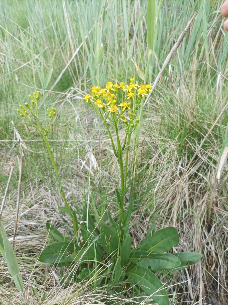 Senecio fontanicola photo 3