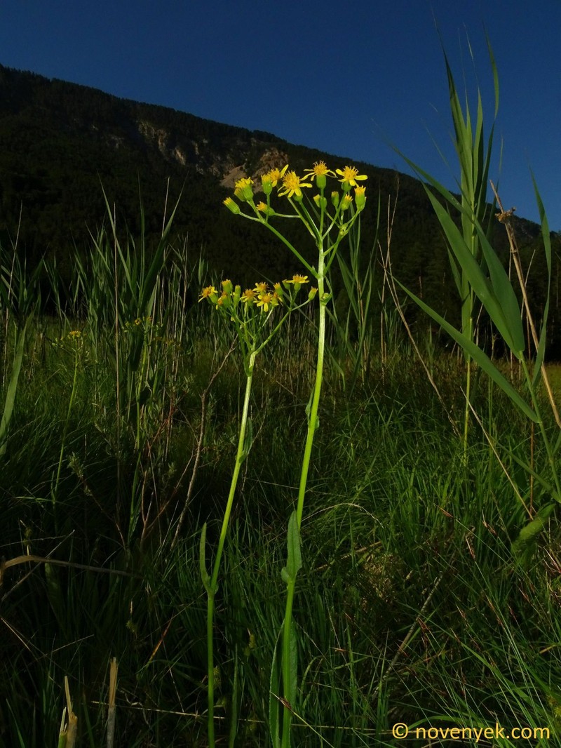 Senecio fontanicola photo 6