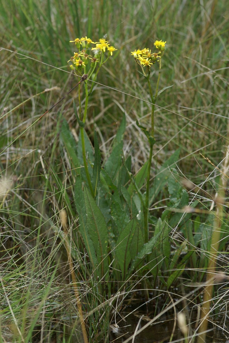 Senecio fontanicola photo 7