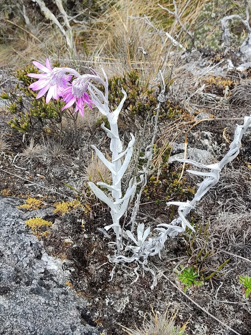 Senecio formosissimus photo 2