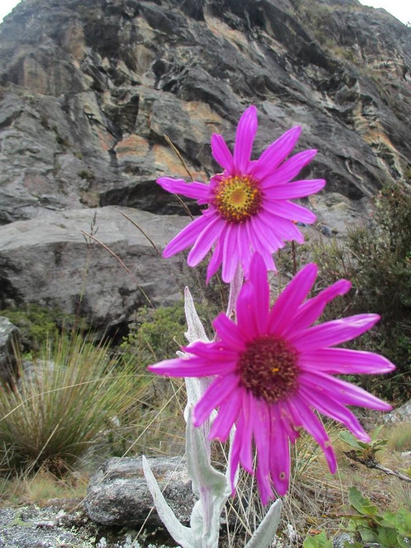 Senecio formosissimus photo 3
