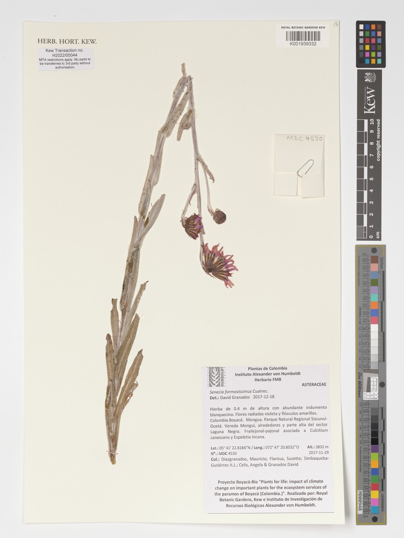 Senecio formosissimus photo 4