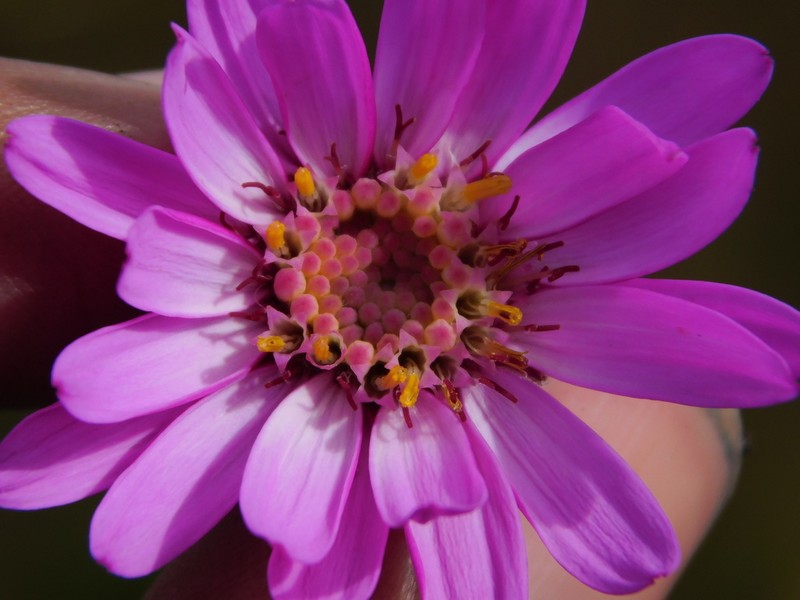 Senecio formosoides