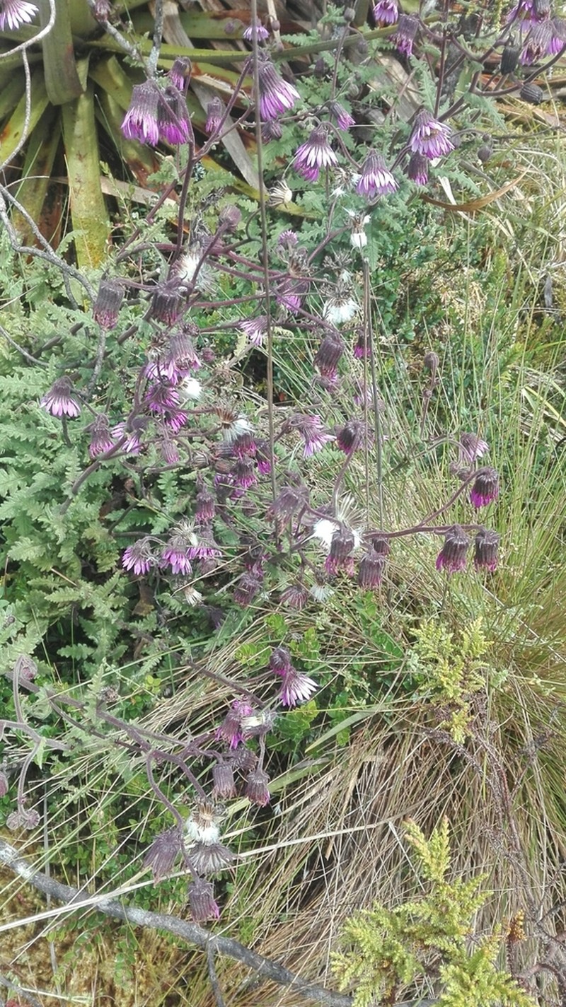 Senecio formosoides photo 2
