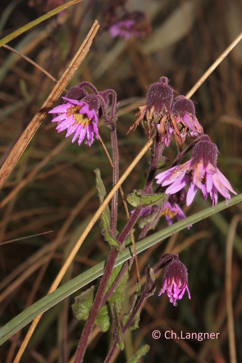 Senecio formosoides photo 5