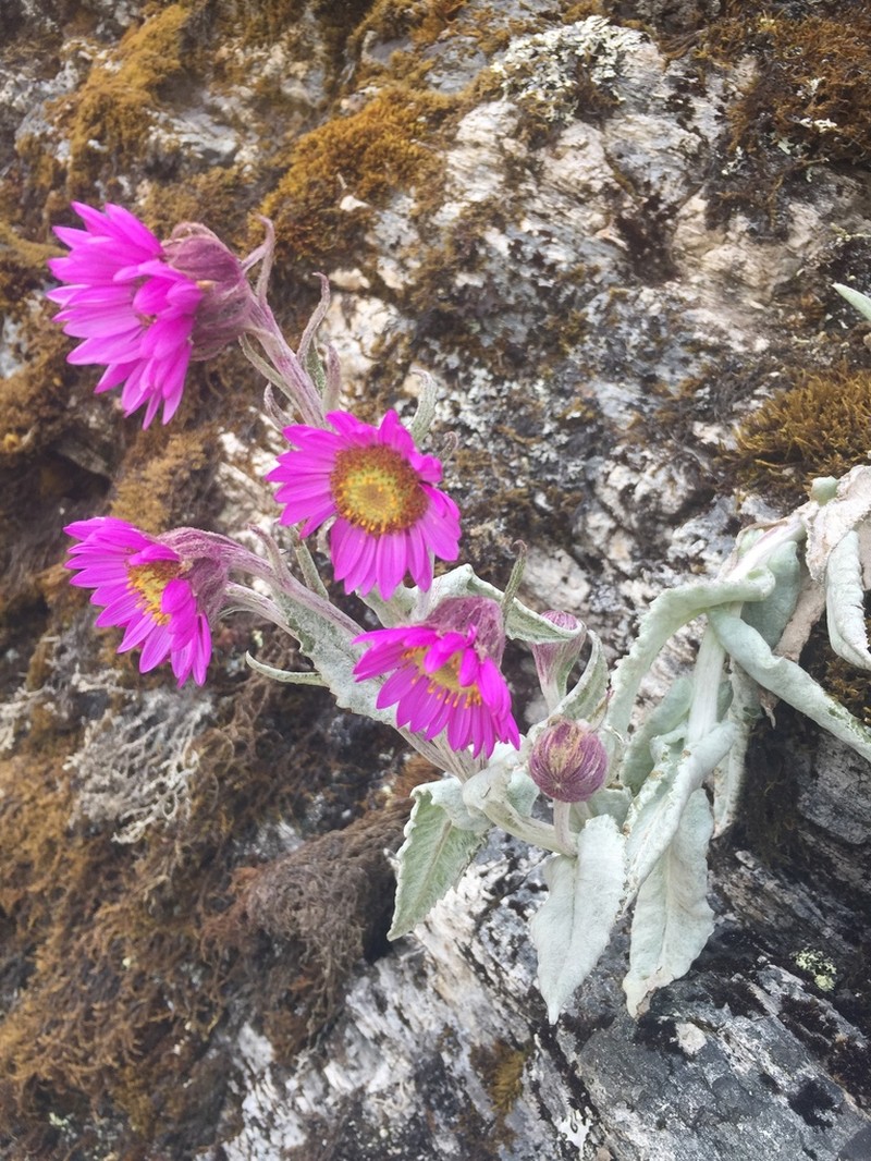 Senecio formosoides photo 6