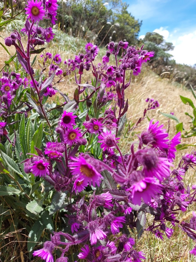 Senecio formosoides photo 7