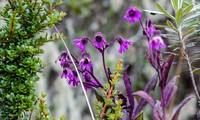 Senecio formosus