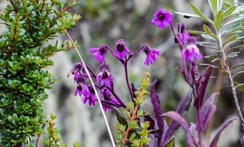 Senecio formosus