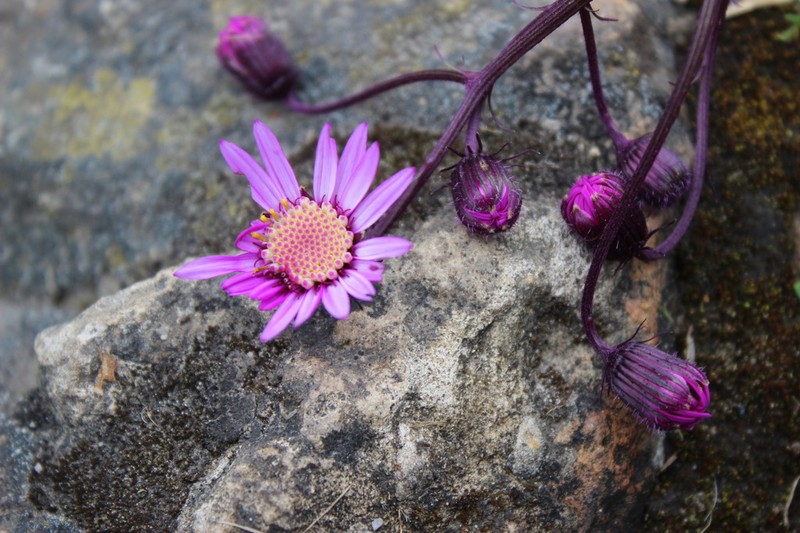 Senecio formosus photo 2