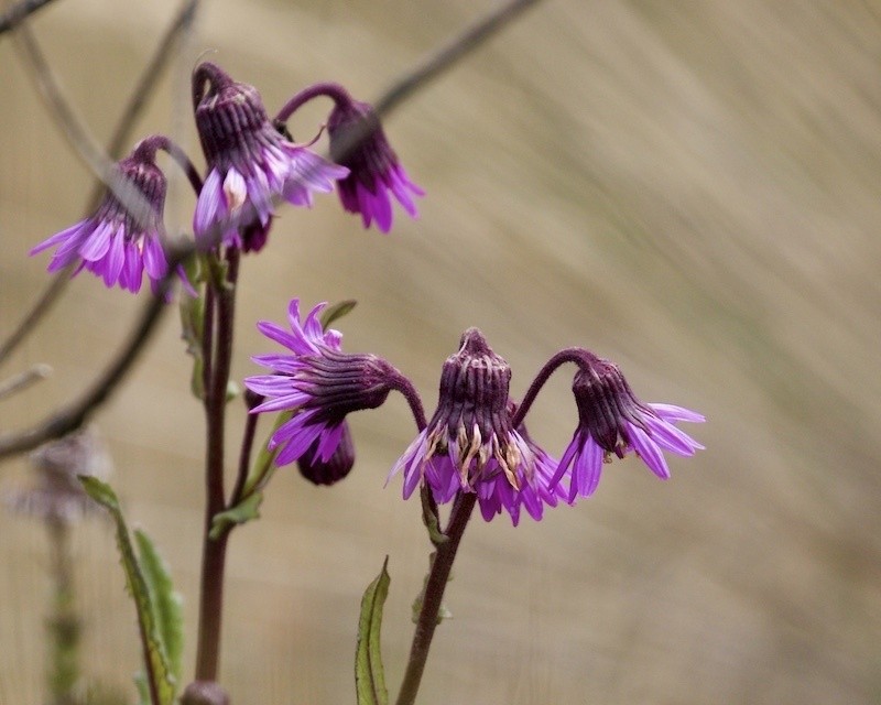 Senecio formosus photo 3