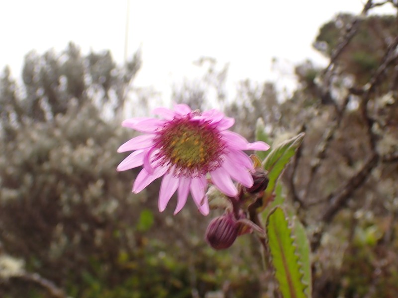 Senecio formosus photo 5