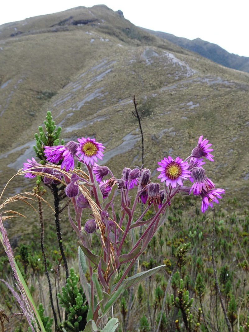 Senecio formosus photo 6