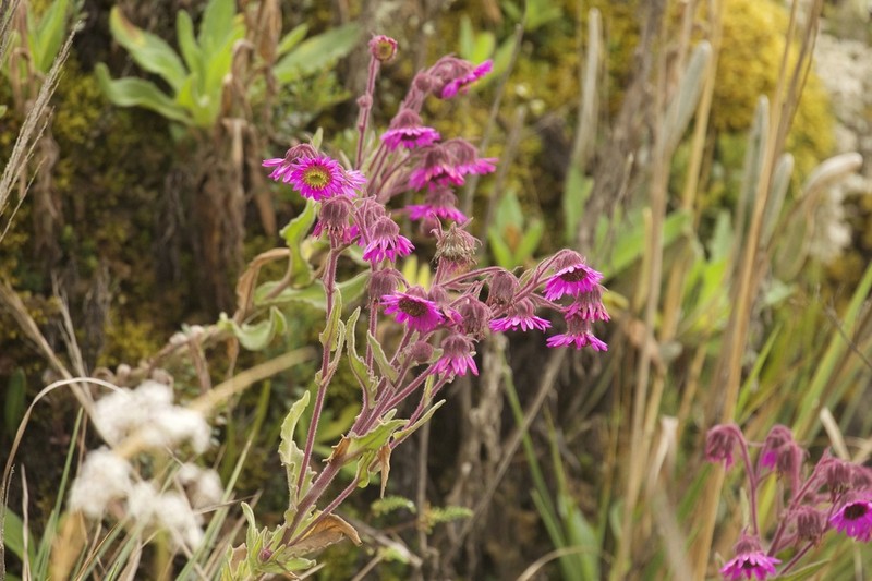 Senecio formosus photo 7
