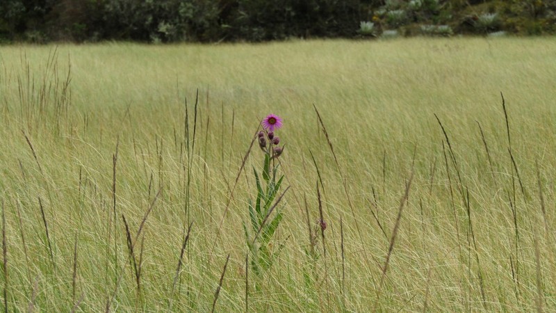 Senecio formosus photo 8