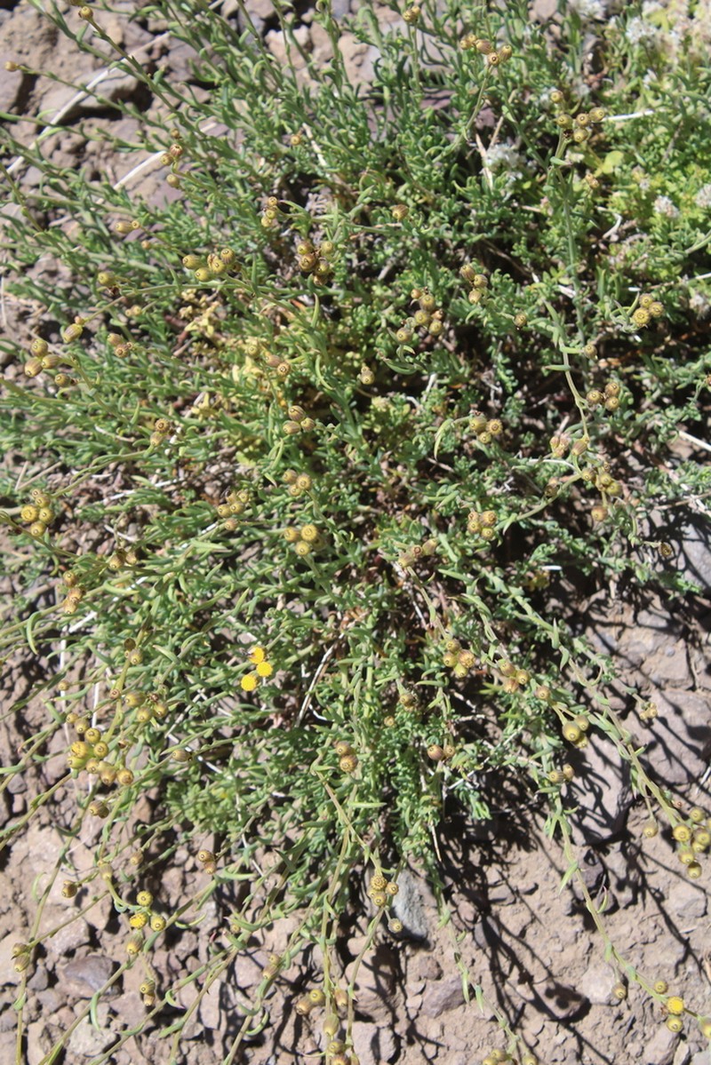 Senecio francisci