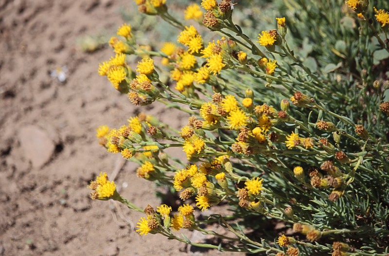 Senecio francisci photo 2