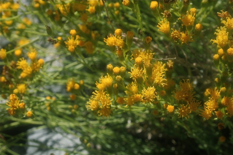Senecio francisci photo 3