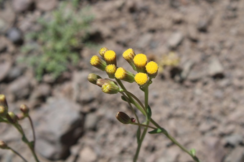Senecio francisci photo 4