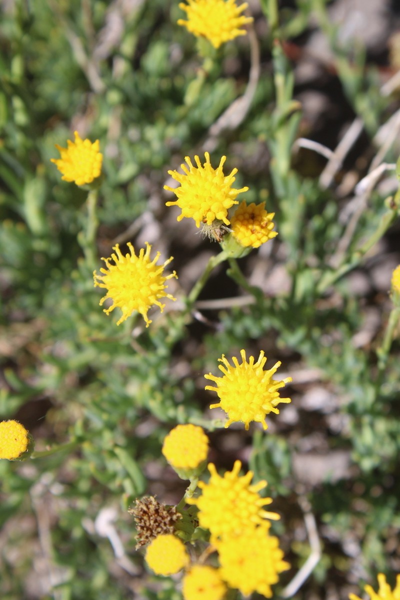 Senecio francisci photo 5