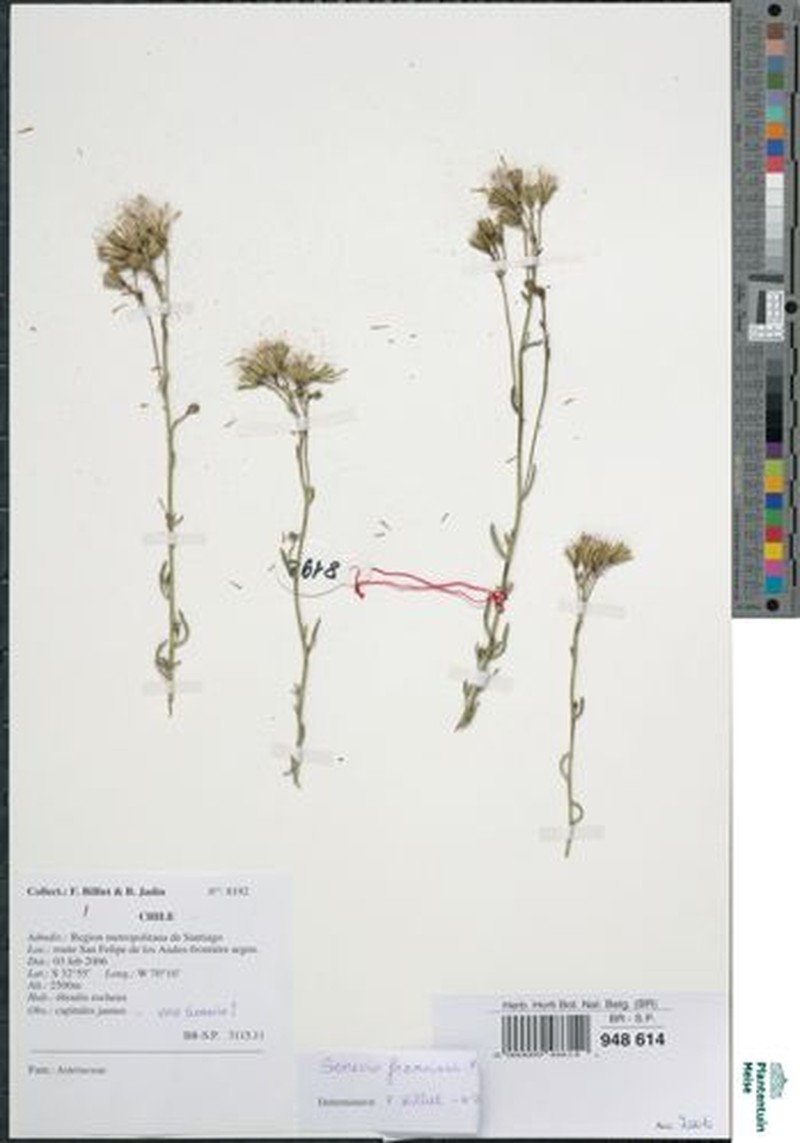 Senecio francisci photo 6