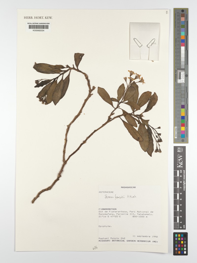 Senecio francoisii photo 3