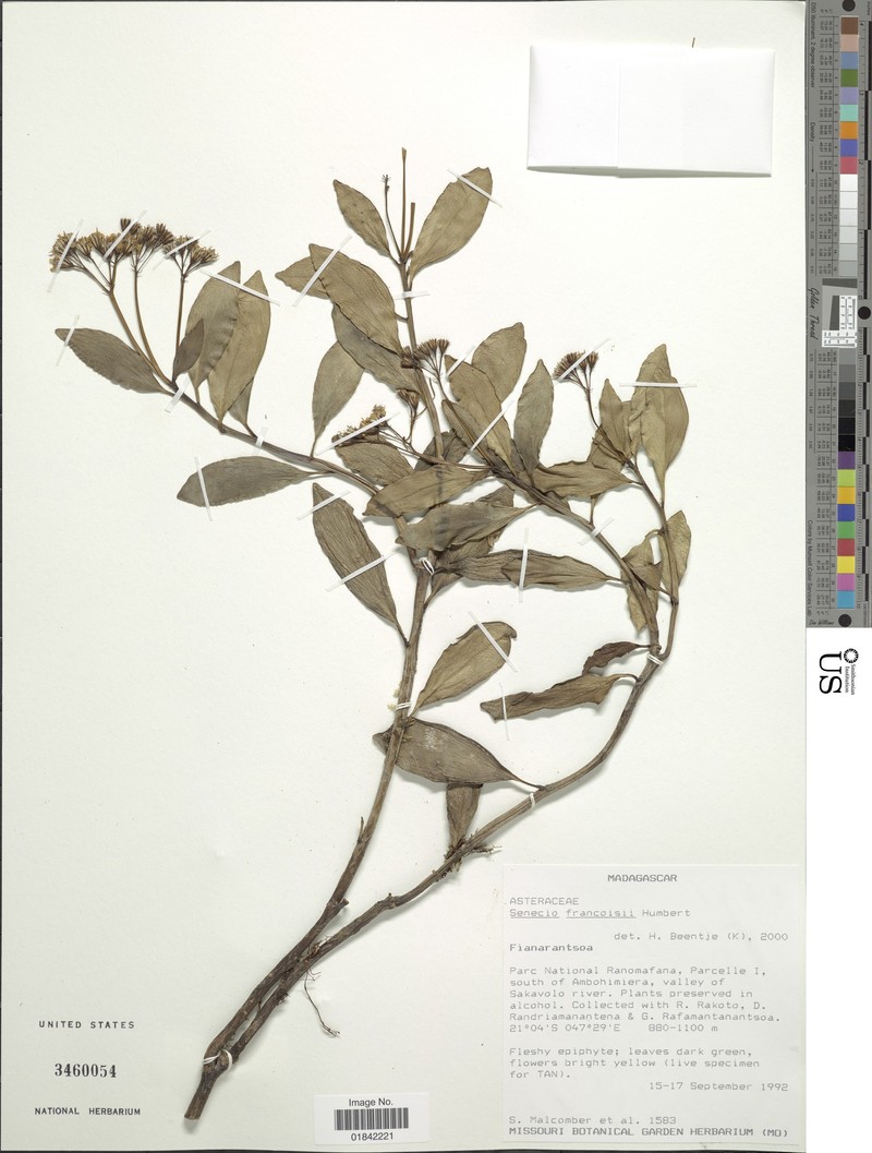 Senecio francoisii photo 4