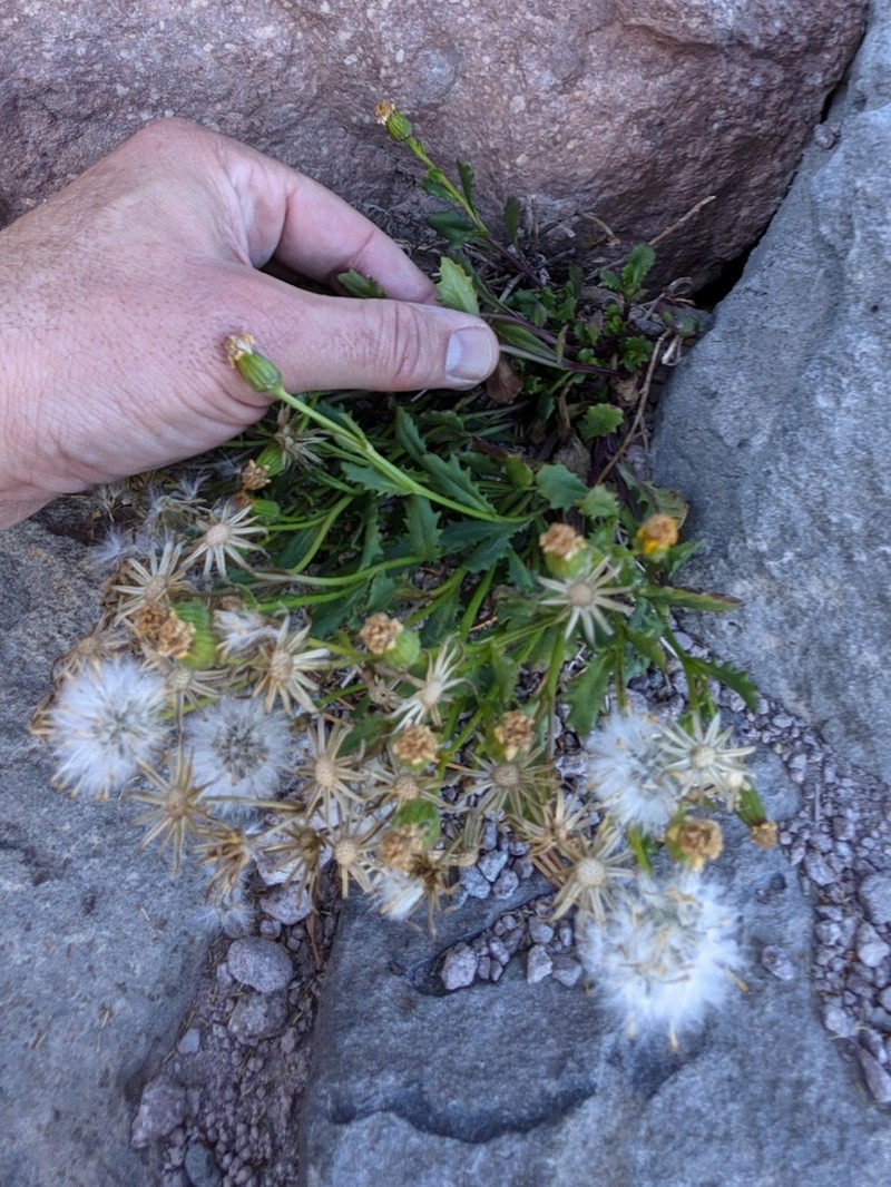 Dwarf Mountain Ragwort photo 2