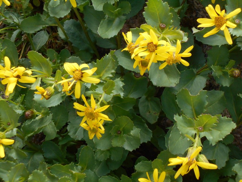Dwarf Mountain Ragwort photo 3