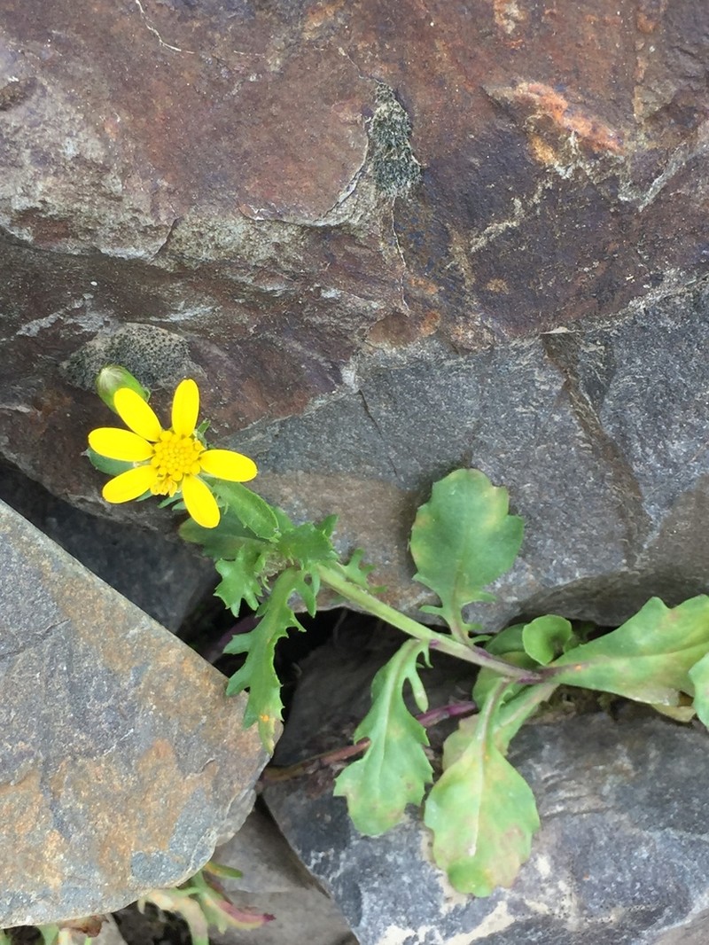 Dwarf Mountain Ragwort photo 4