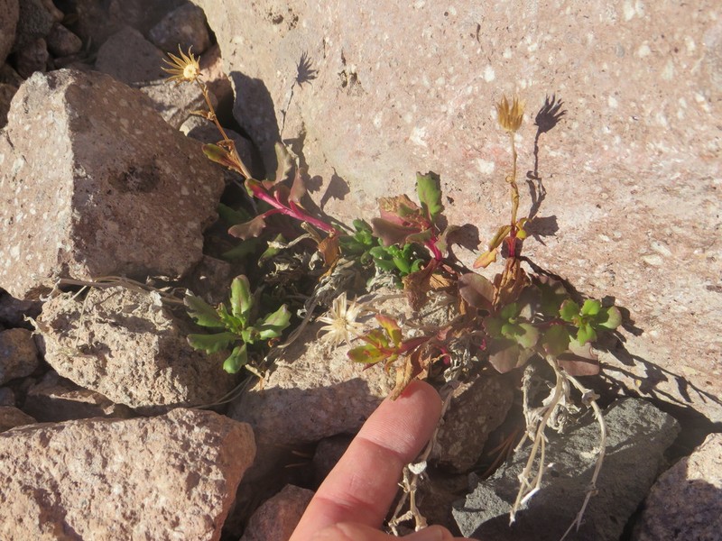 Dwarf Mountain Ragwort photo 5