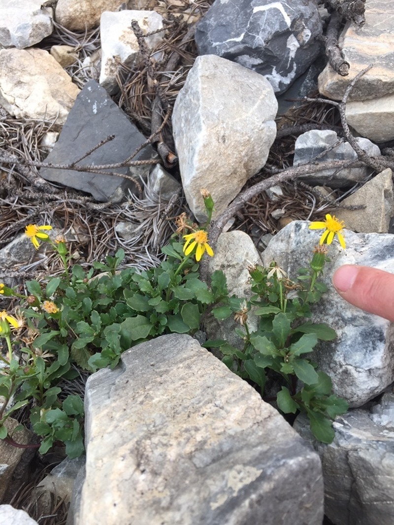 Dwarf Mountain Ragwort photo 6